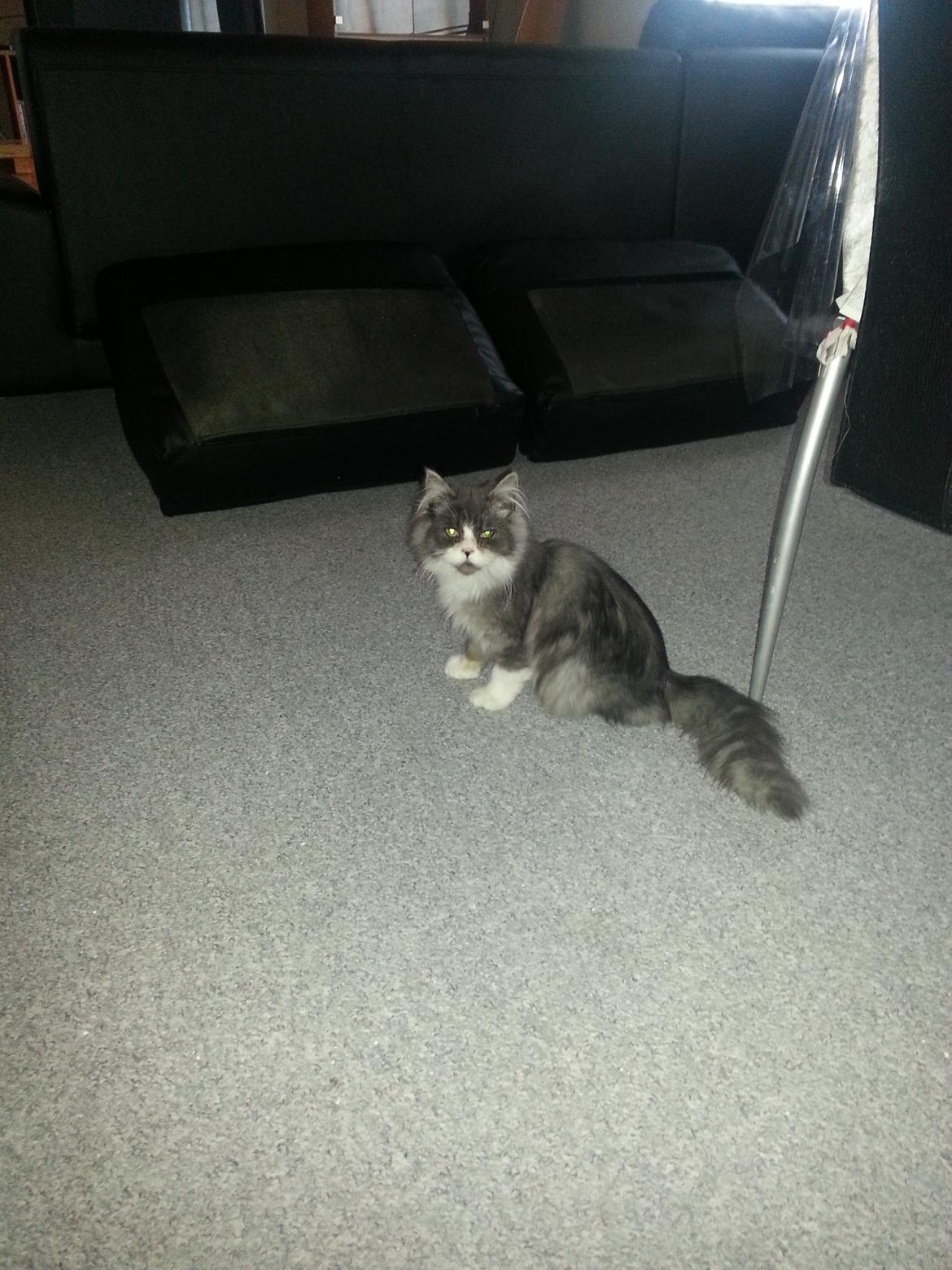 Blanding af racer Fluffy<3 R.I.P - <3 billede 9