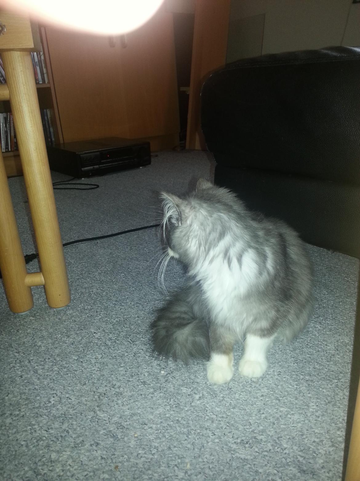 Blanding af racer Fluffy<3 R.I.P - <3 billede 10