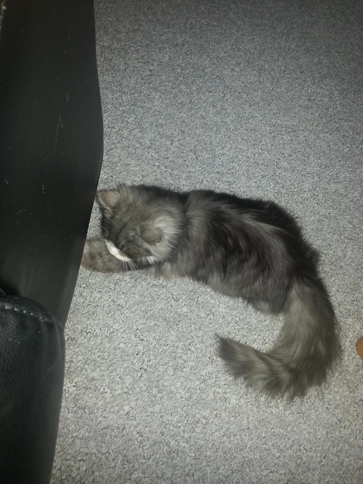 Blanding af racer Fluffy<3 R.I.P - <3 billede 11