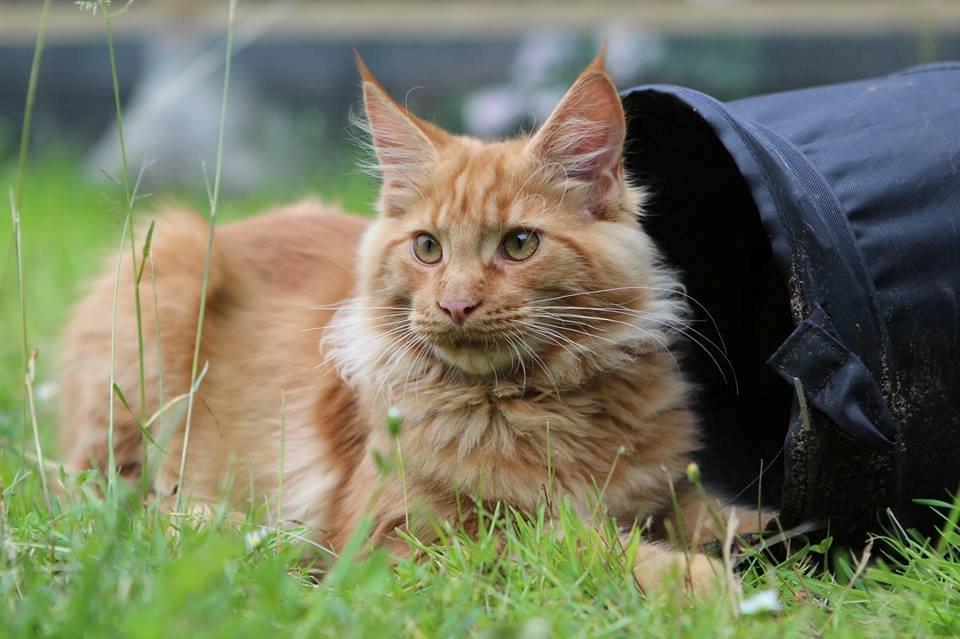 Maine Coon Leopold Firefox - Leo i haven. billede 9