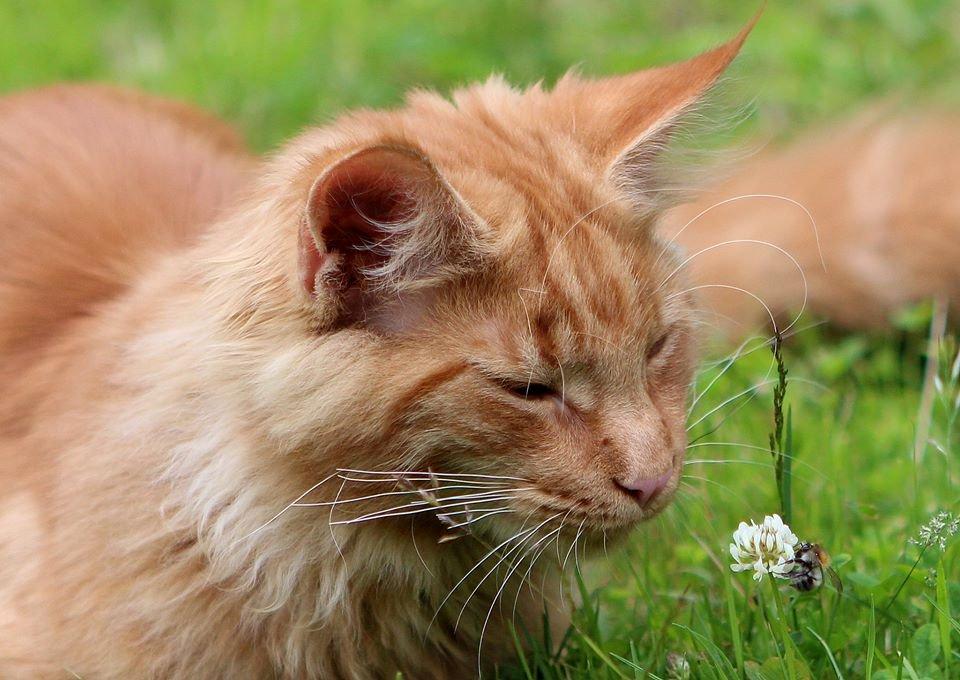 Maine Coon Leopold Firefox - Blomsten og Bien.. og Leo. billede 10