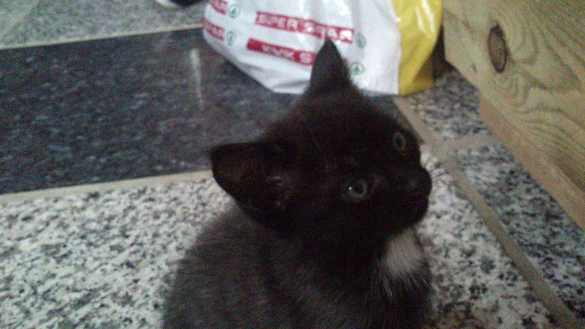 Huskat Nezita - 03-06-2013 billede 7