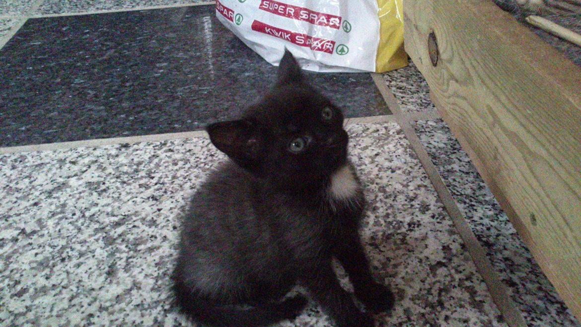 Huskat Nezita - Hun er blevet så stor og smuk!<3
03-06-2013 billede 10