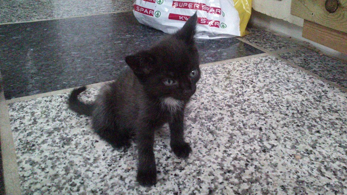 Huskat Nezita - 03-06-2013 billede 11