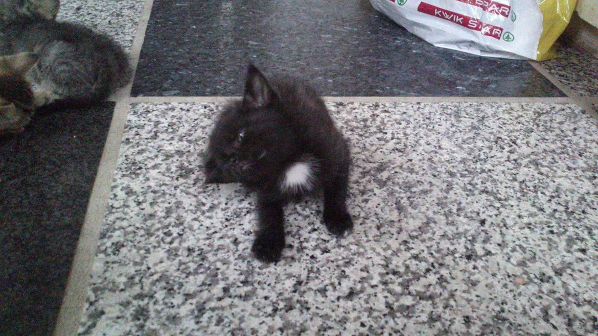 Huskat Nezita - 03-06-2013 billede 12