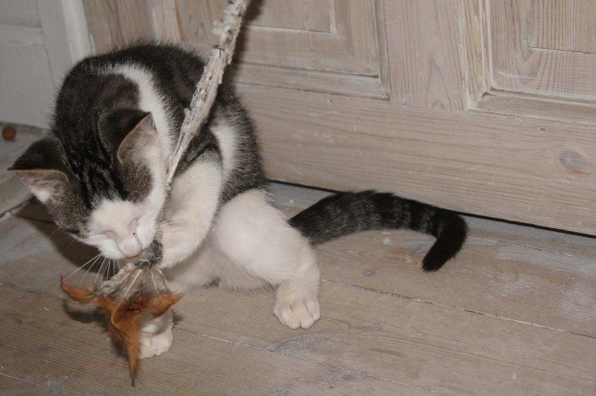 Huskat sylvester billede 6