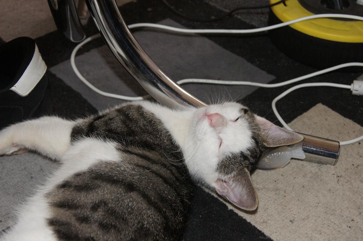 Huskat sylvester billede 7