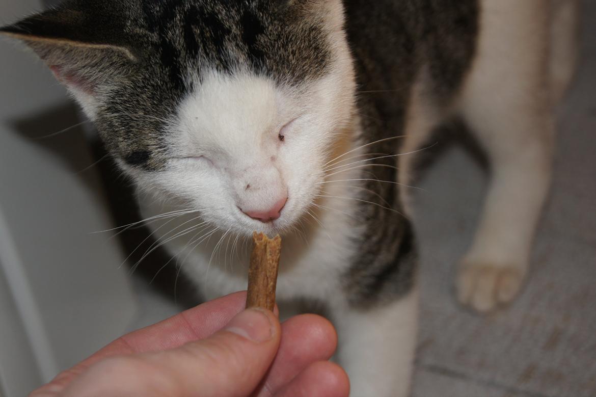 Huskat sylvester billede 8