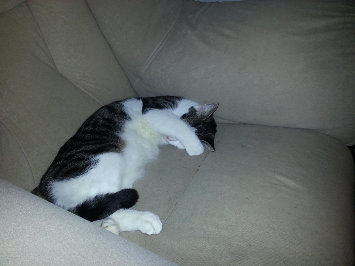 Huskat sylvester billede 9