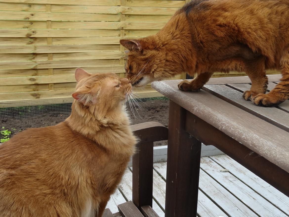 Somali Dushara Hexia de Trix - En lille mysser til Vermeer billede 6