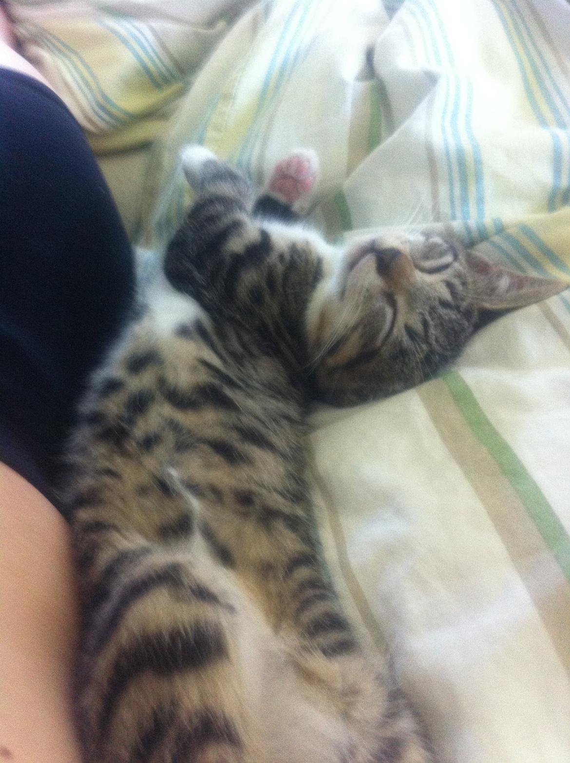 Manx Diega billede 18