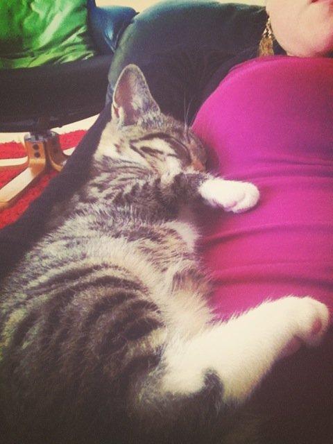 Manx Diega billede 12