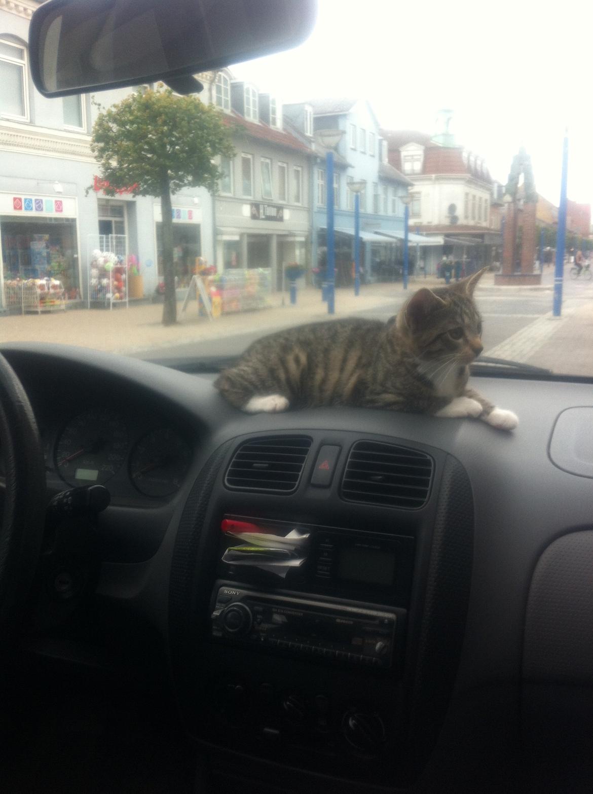 Manx Diega billede 13