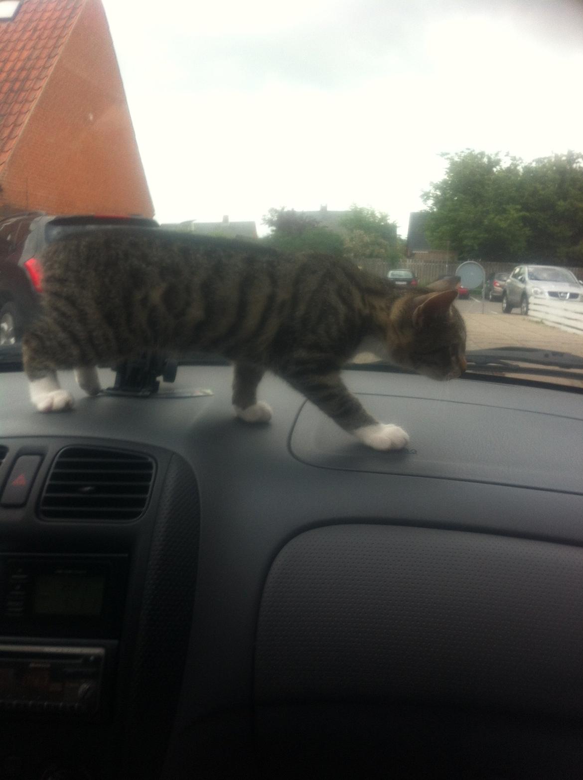 Manx Diega billede 14