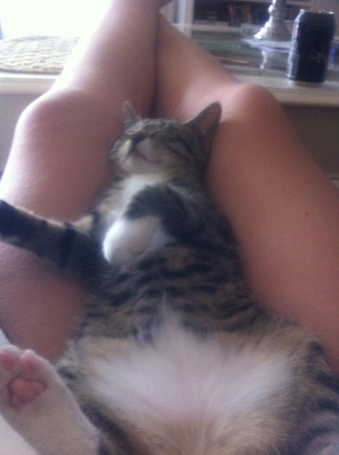 Manx Diega billede 15