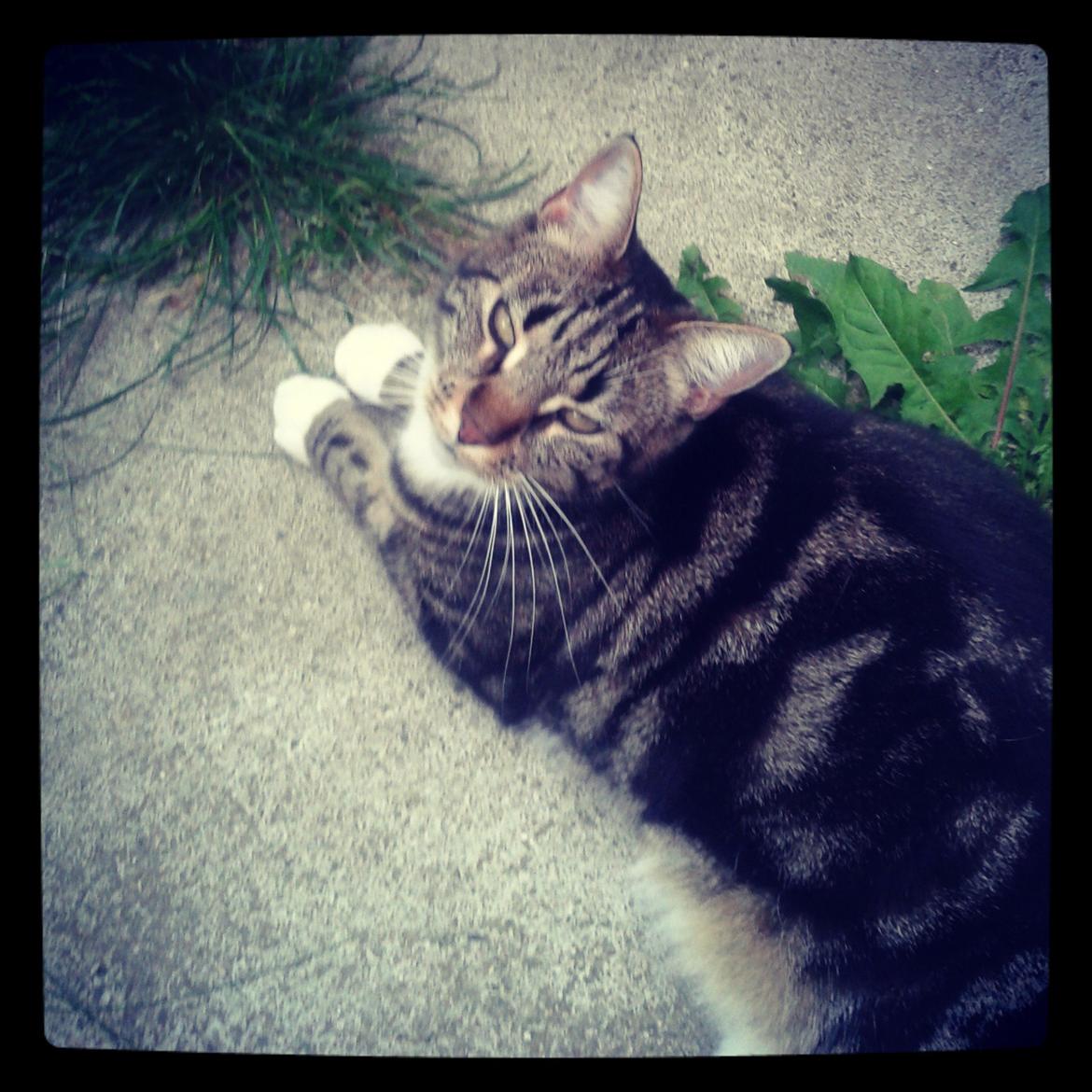 Huskat Mischa billede 7