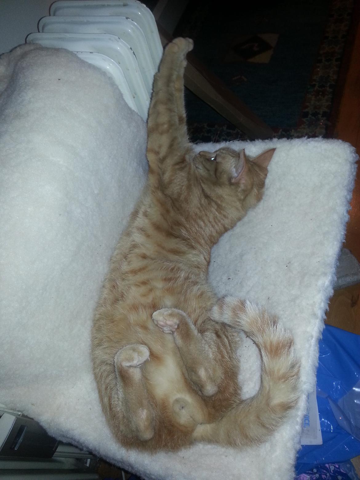 Huskat Kaiser billede 11