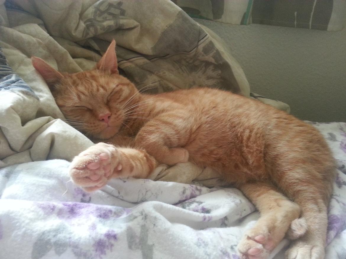 Huskat Kaiser billede 1