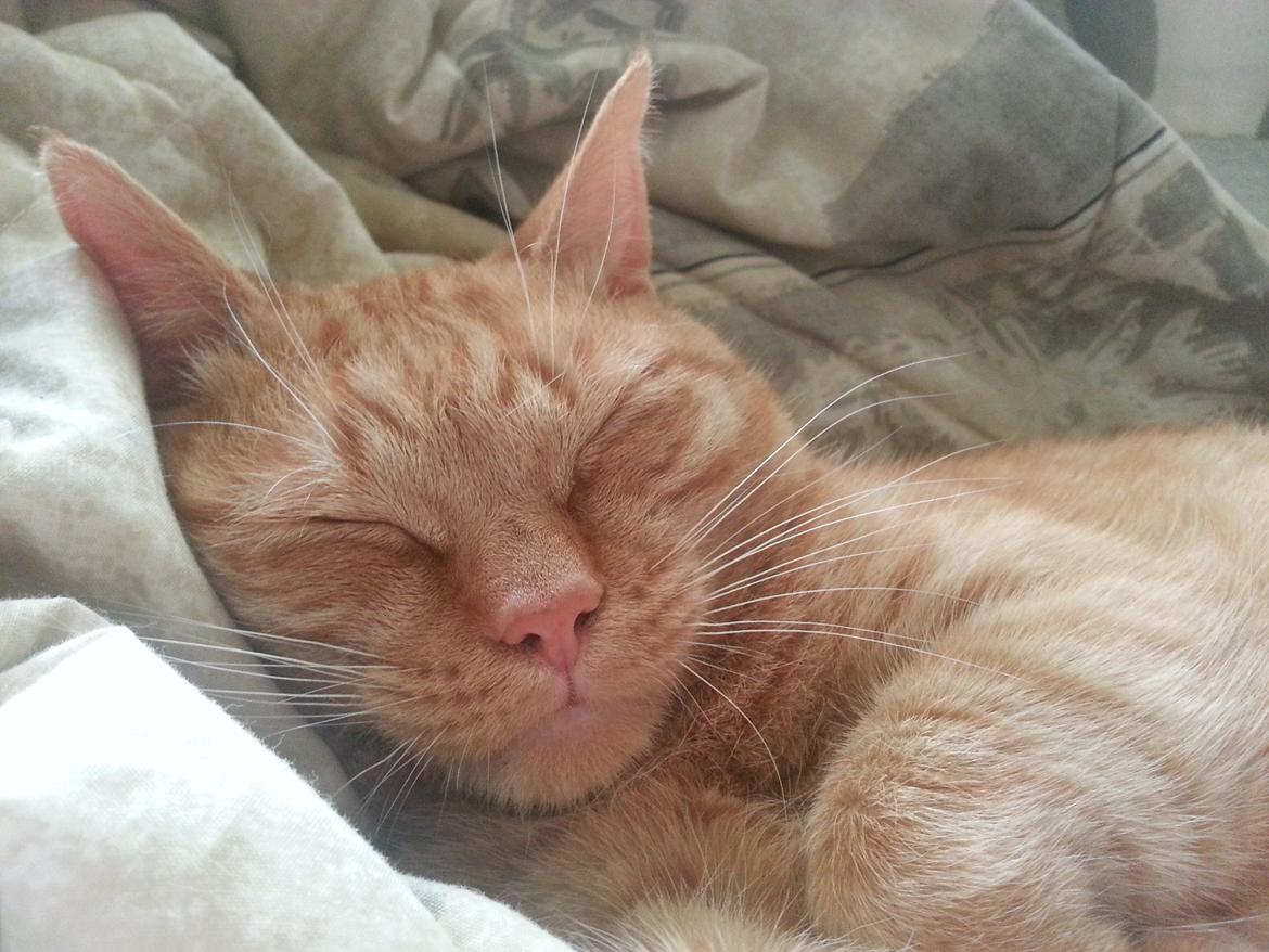 Huskat Kaiser billede 4