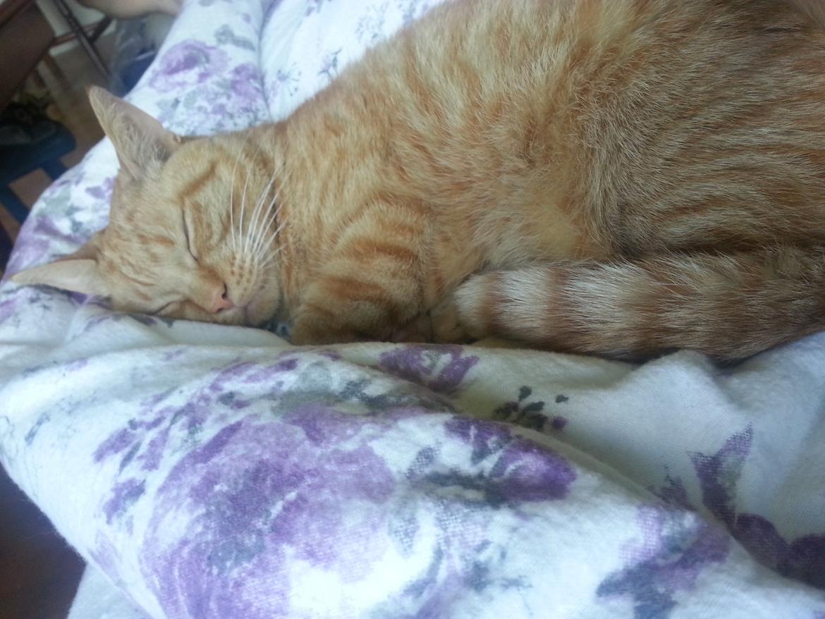 Huskat Kaiser billede 12