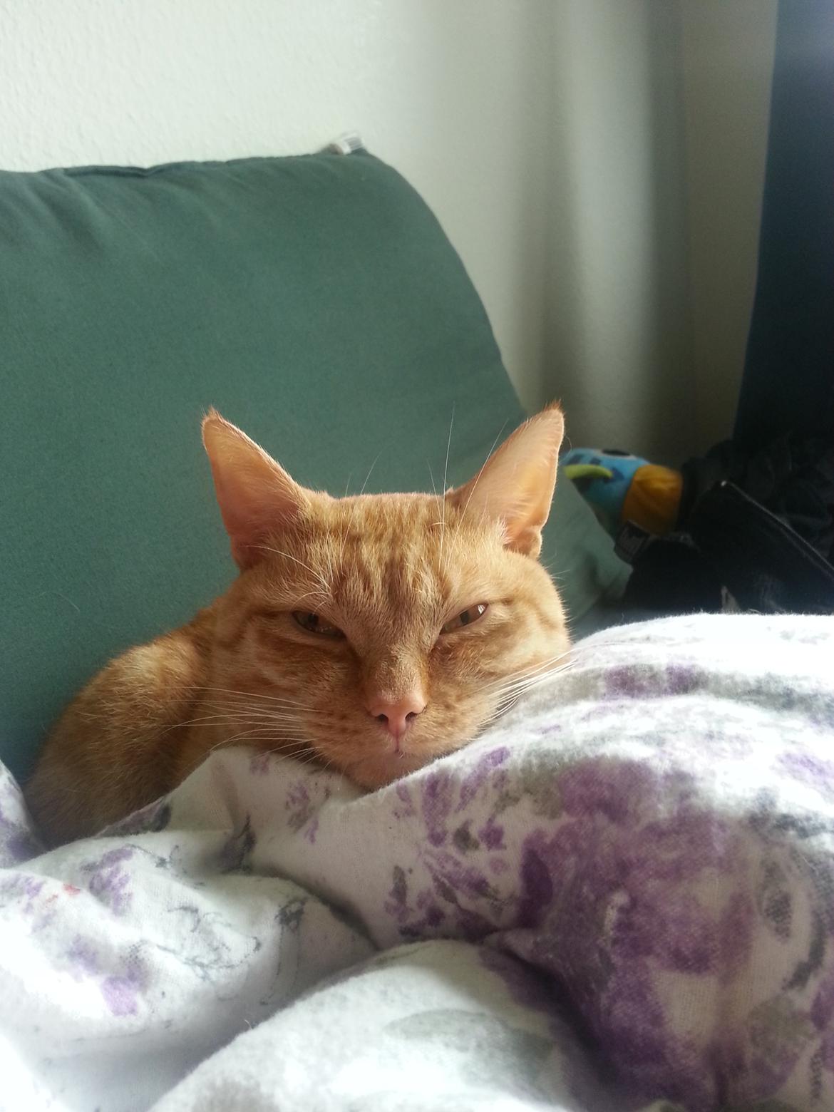 Huskat Kaiser billede 2