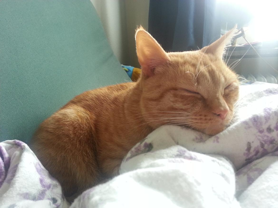 Huskat Kaiser billede 13