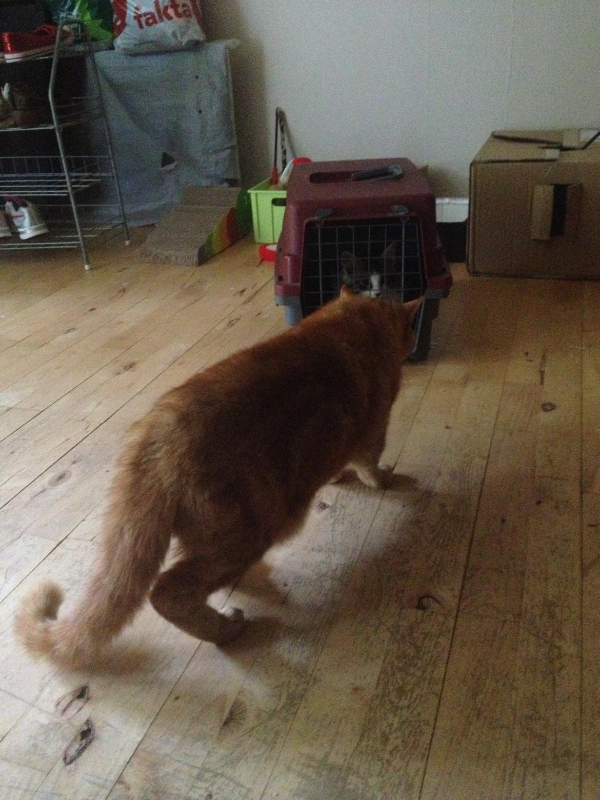 Maine Coon DK Bjørnholts Enzo †  - Første møde med storebror Bet Ski. billede 3