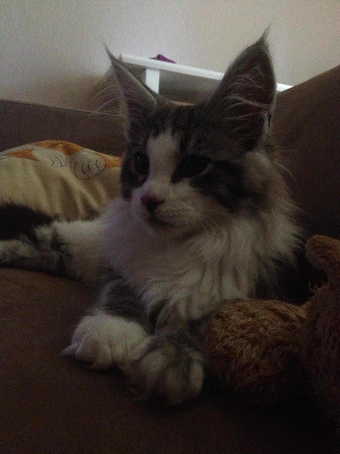 Maine Coon DK Bjørnholts Enzo †  billede 4