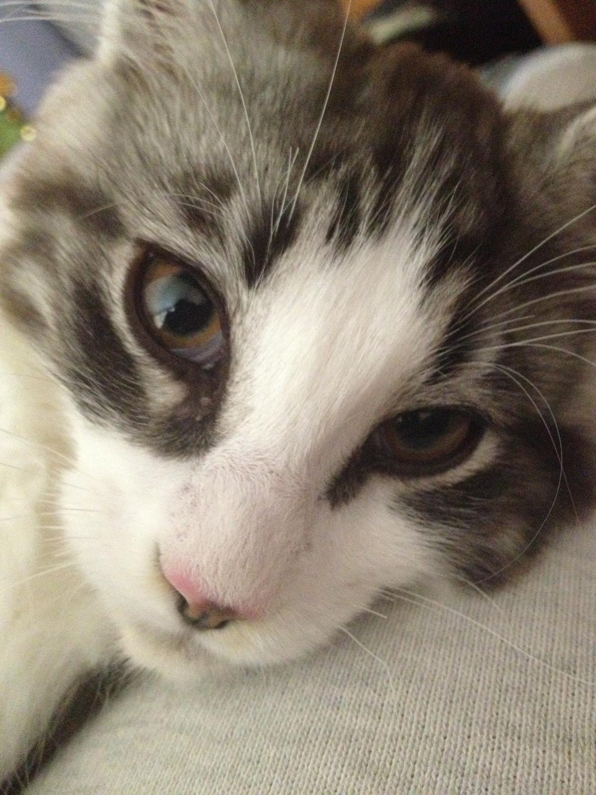 Maine Coon DK Bjørnholts Enzo †  billede 5