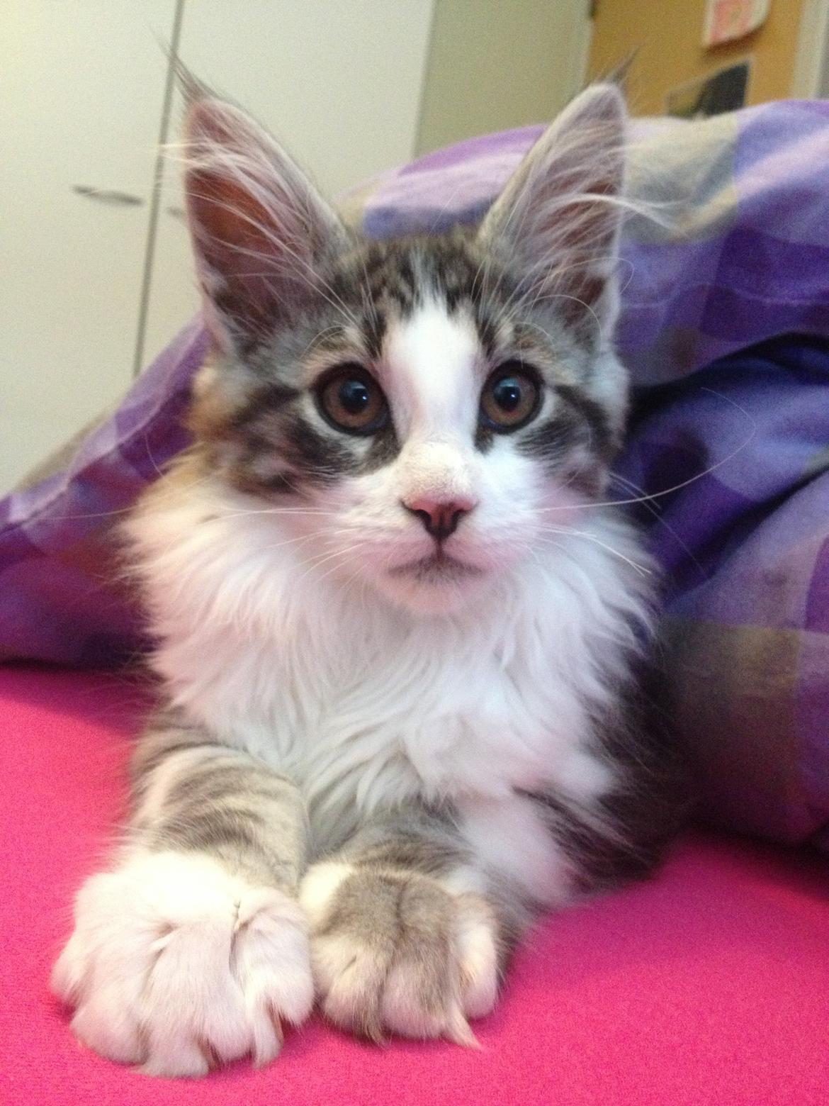 Maine Coon DK Bjørnholts Enzo †  billede 1