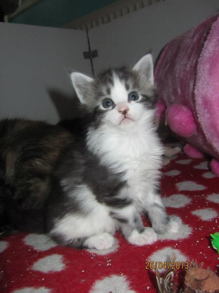 Maine Coon DK Bjørnholts Enzo †  billede 7