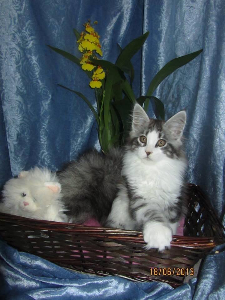 Maine Coon DK Bjørnholts Enzo †  billede 8