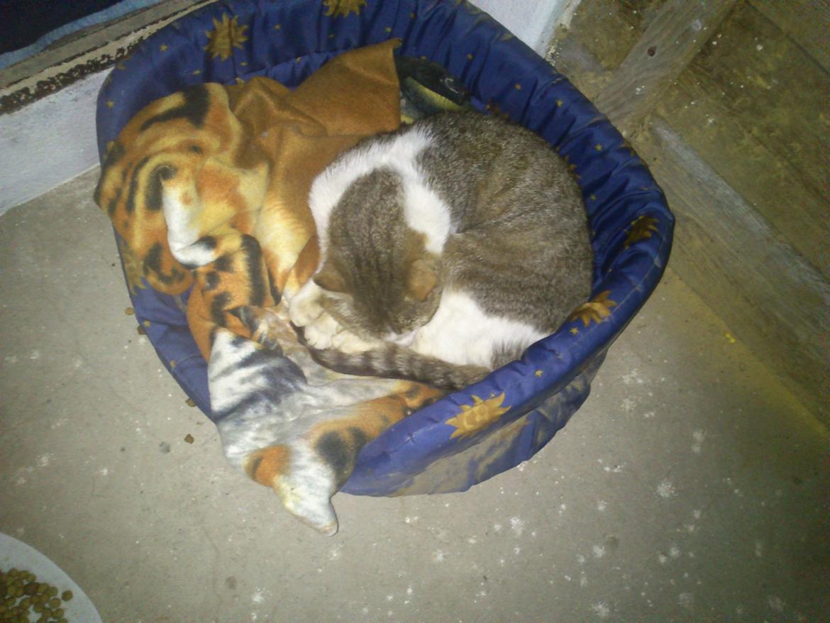 Huskat Gråmis - Det første foto der er taget. Han sover i sin katteseng i hans boks.  billede 3