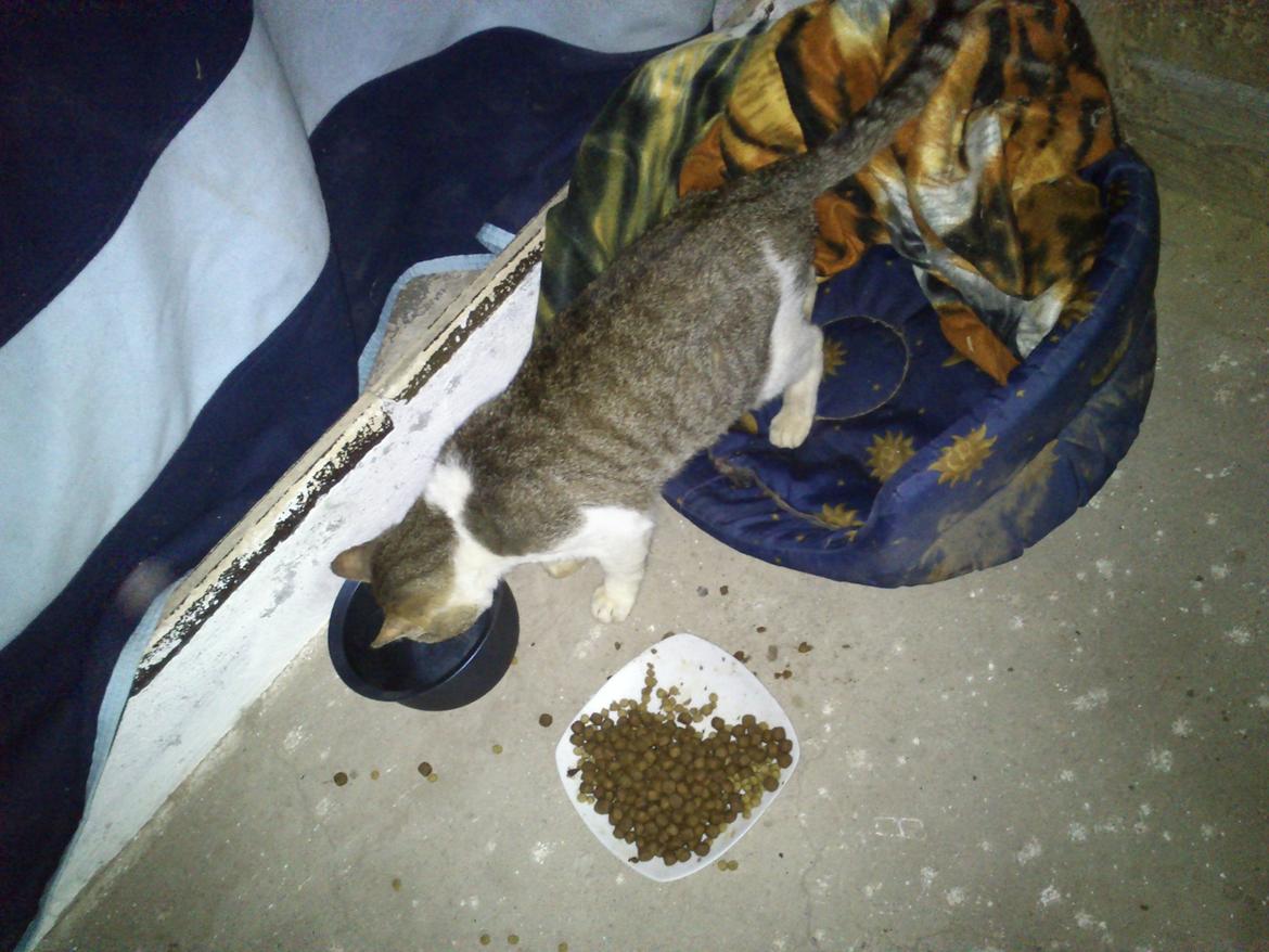 Huskat Gråmis - Det andet første foto der er taget. Han vågnede og var blevet sulten. Man kan se det skridt tæppe, som han havde hevet ned og sovet i, ved siden af ham. billede 2