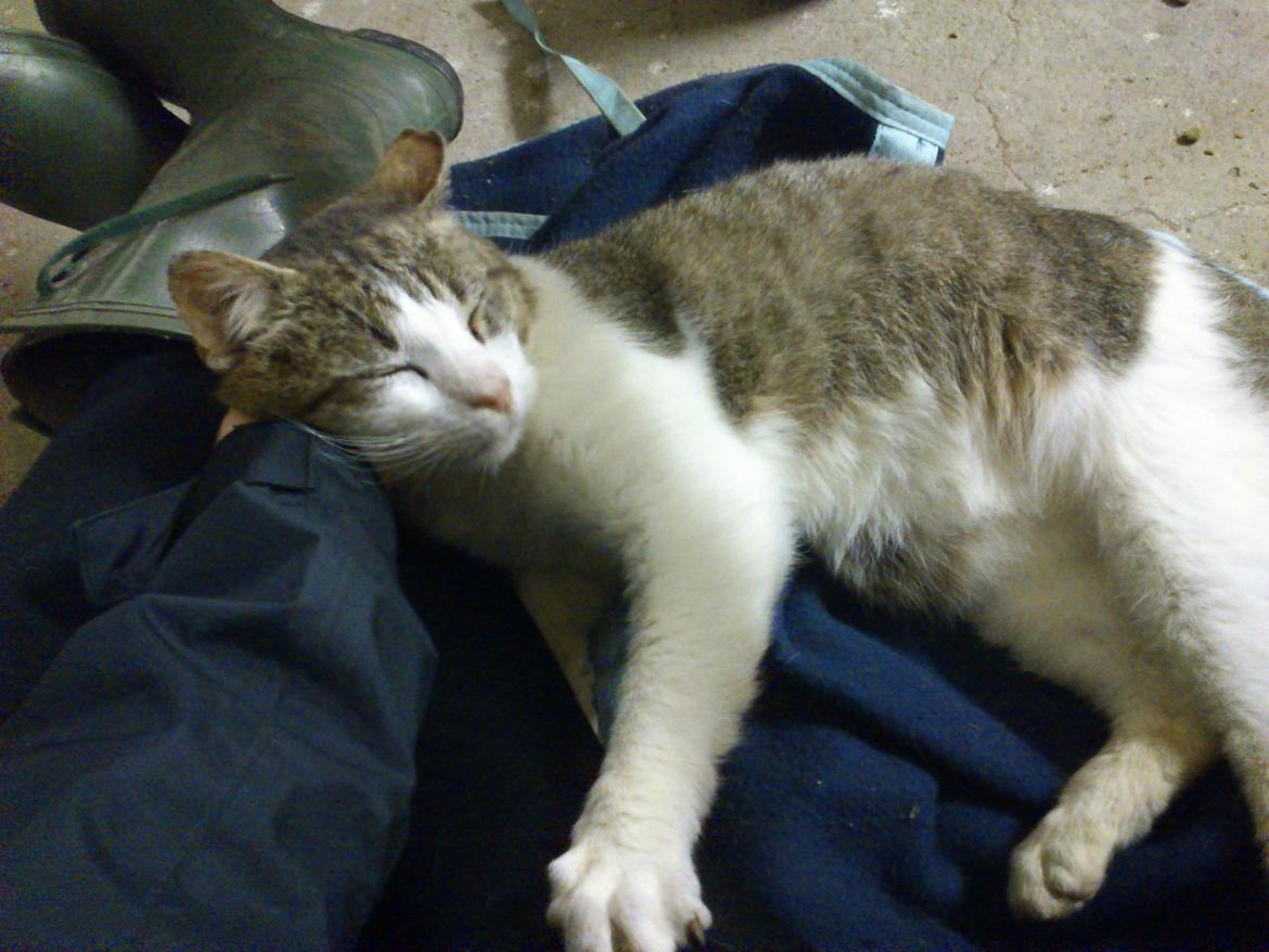 Huskat Gråmis - Han elsker at kæle! billede 5