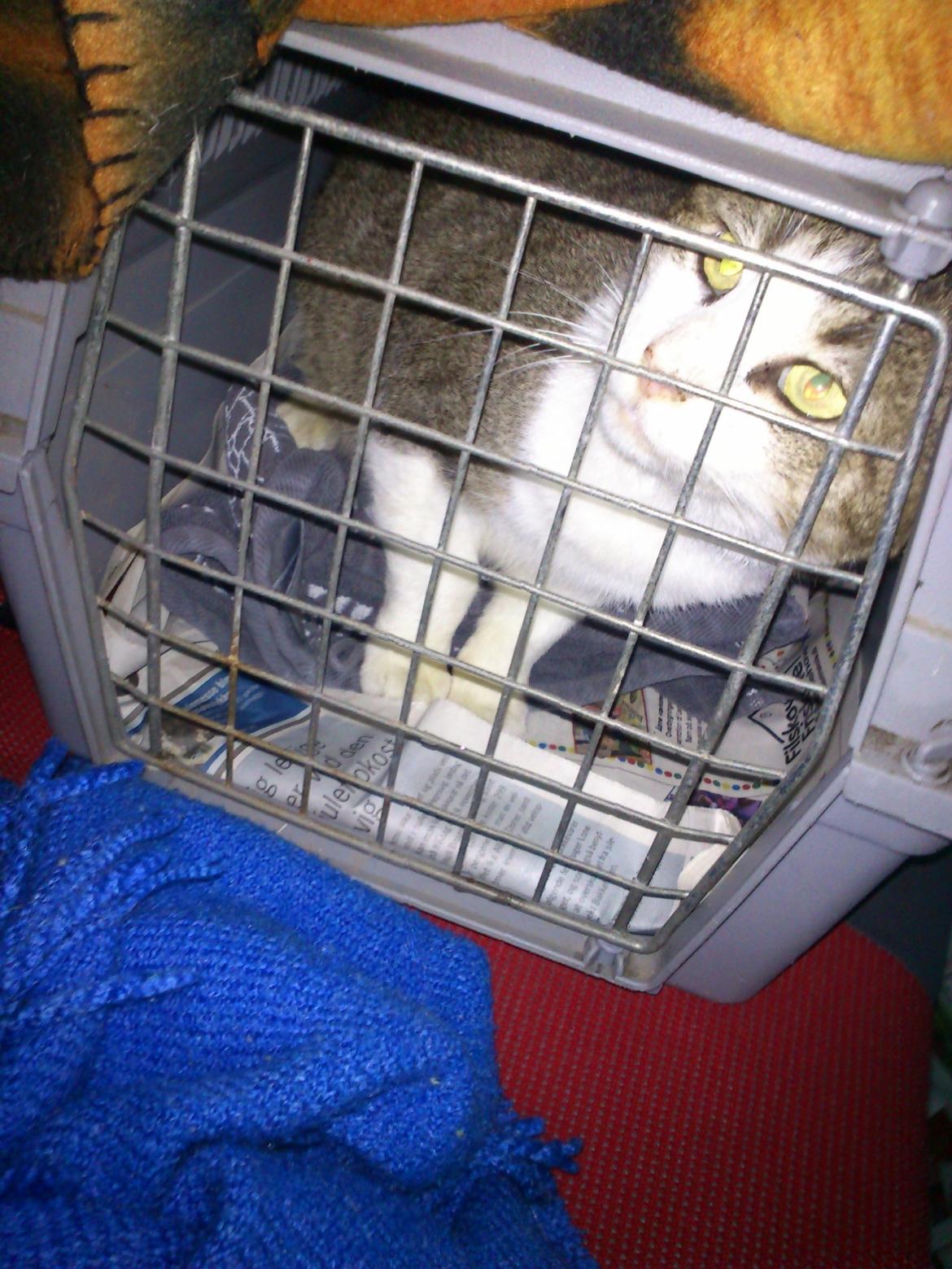 Huskat Gråmis - Her sidder han i sit transportbur i bilen på vej til sit første dyrlægebesøg nogensinde, der fandt sted i december. billede 6