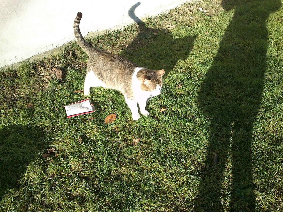 Huskat Gråmis - Min smukke kat ude på græsplænen en solrig dag i april. billede 8