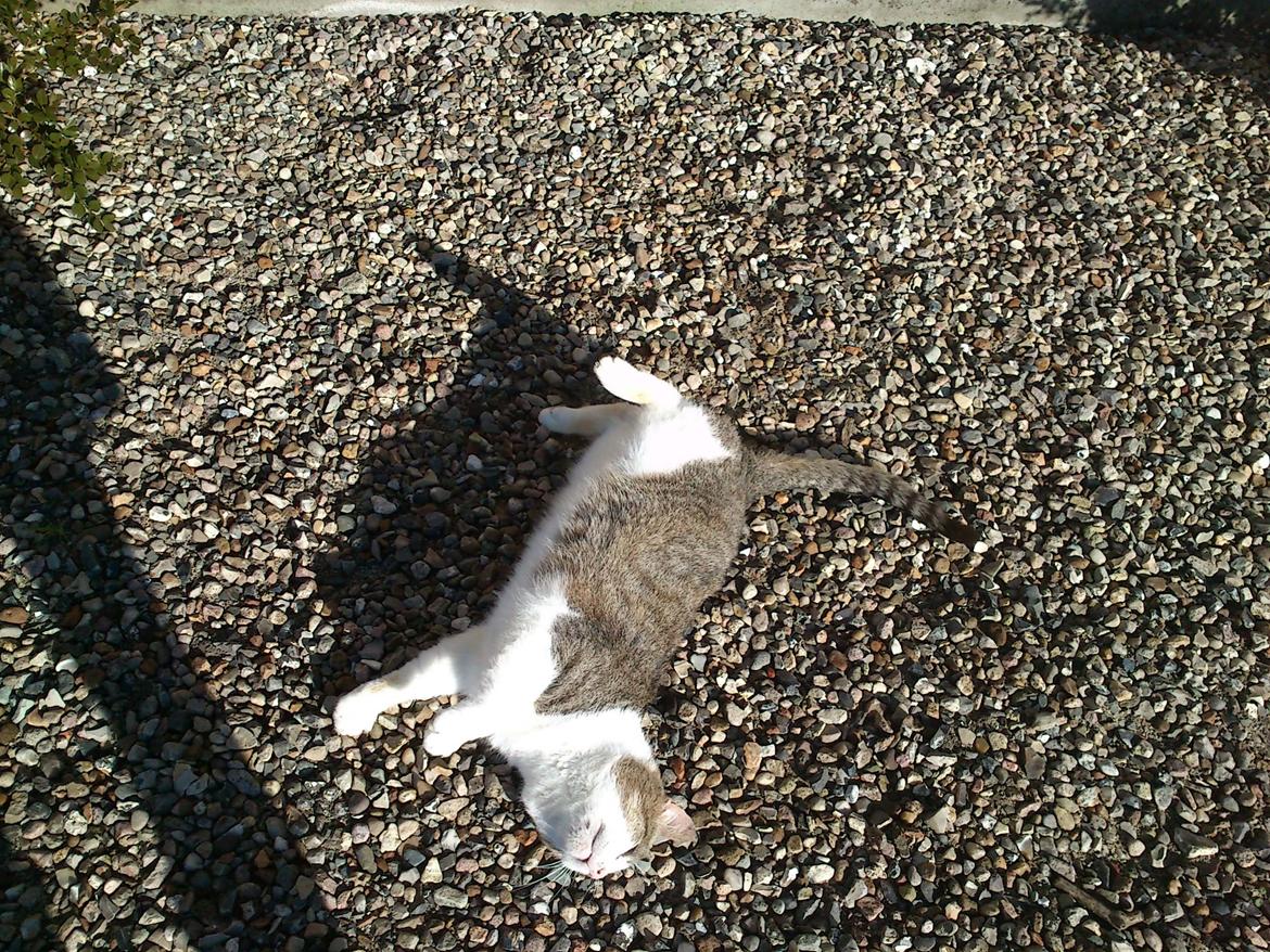 Huskat Gråmis - Åh, det er bare så dejligt, at rulle sig i gruset, når der klør over det hele! billede 9