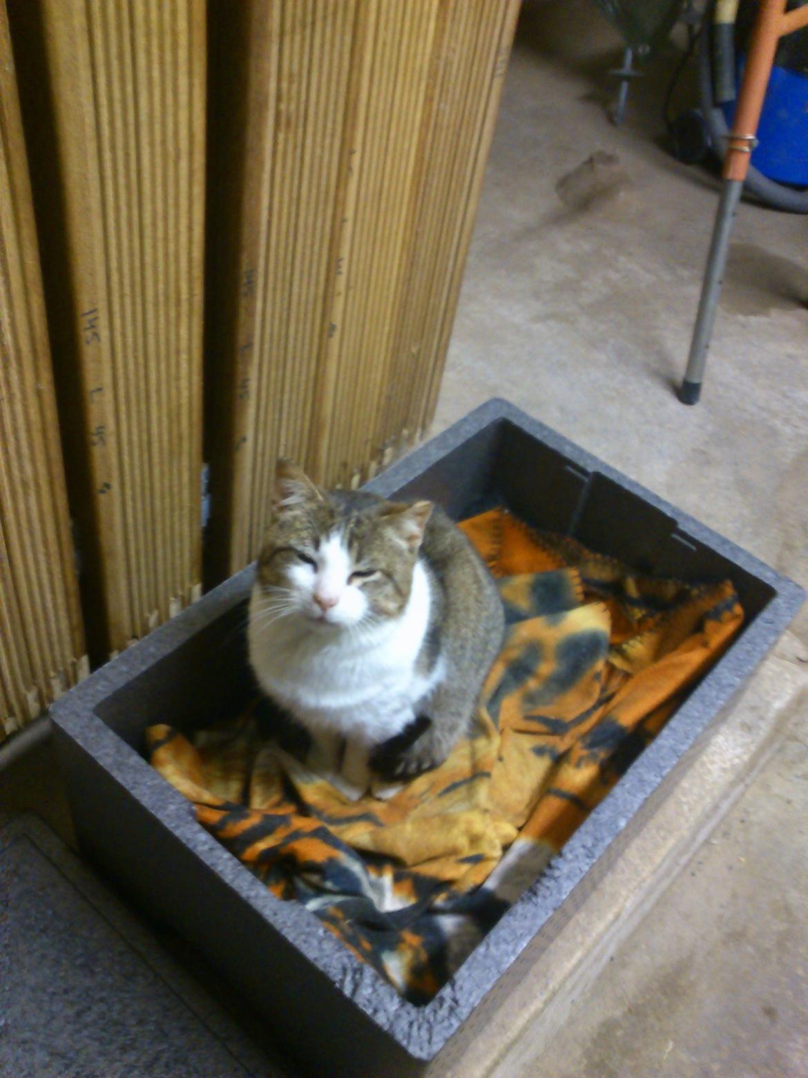 Huskat Gråmis - Han begyndte at sove i en flamingokasse, som jeg ved et uheld fik ødelagt, ved at sætte mig ned i den. Jeg fik min mor til at skaffe en ny, som jeg fik gjort bekvemt og som vandt hans hjerte. Han elsker at sove i den når det er koldt udenfor, i efterår og billede 10