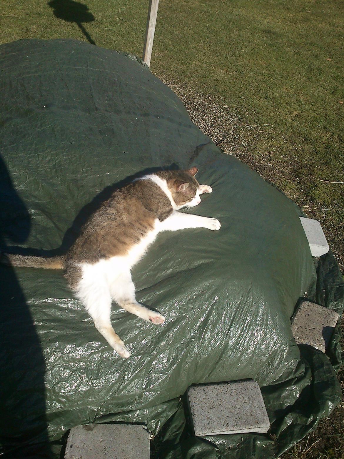 Huskat Gråmis - Han fandt et varmt sted at sove på en solrig dag i april. billede 11