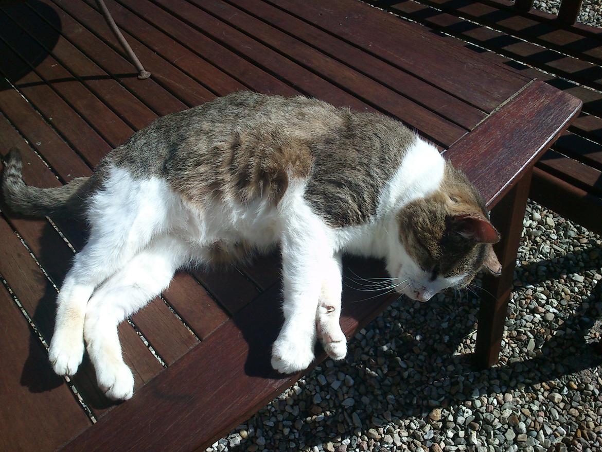 Huskat Gråmis - Grå snupper lige en lur i solen. billede 13