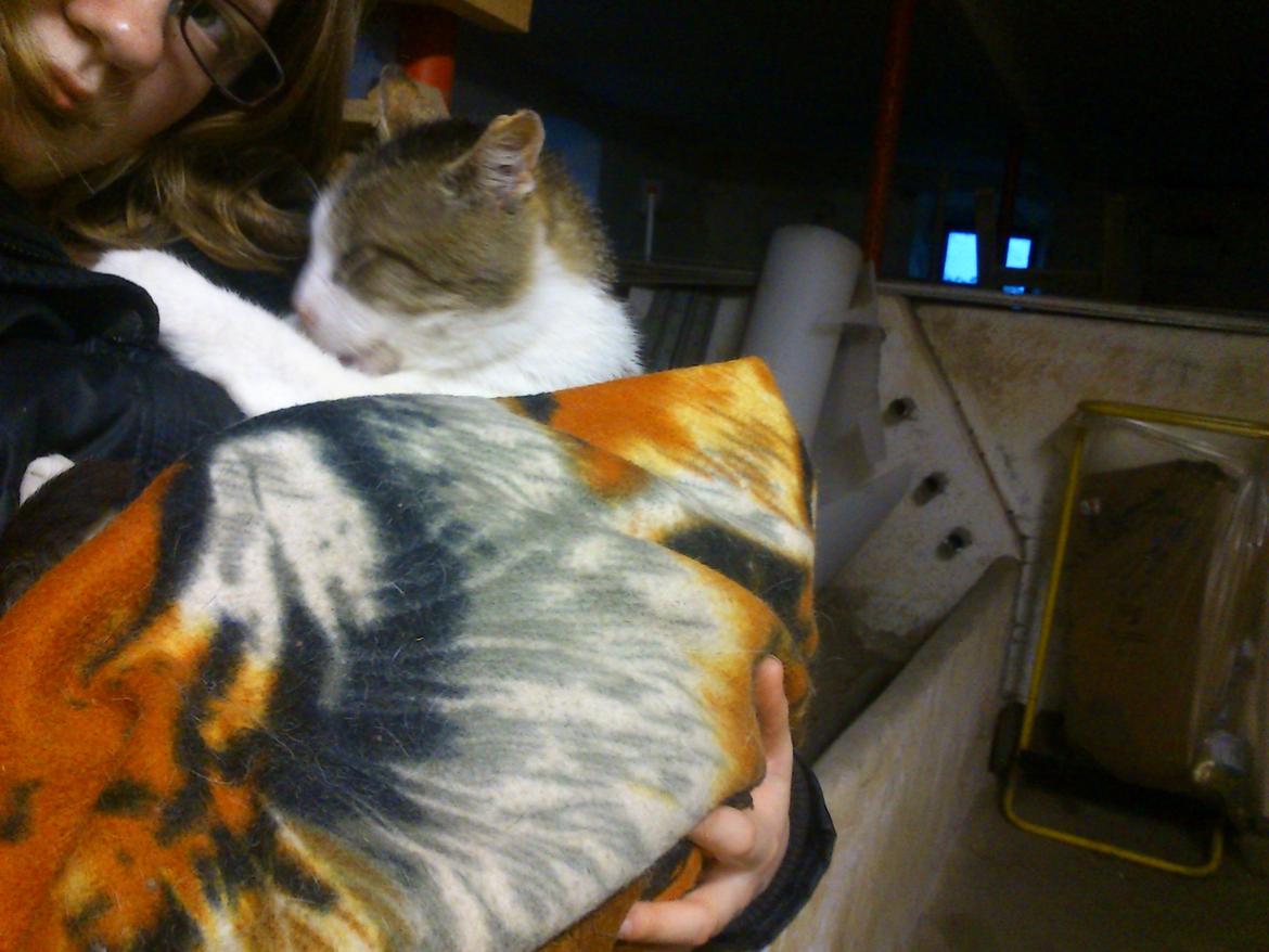 Huskat Gråmis - Min søde dreng puttesover! Han havde været udenfor i regnvejr og var plask våd da han kom ind, så jeg pakkede ham ind i hans tæppe og holdte ham tæt, så han kunne tørre lidt.  billede 17