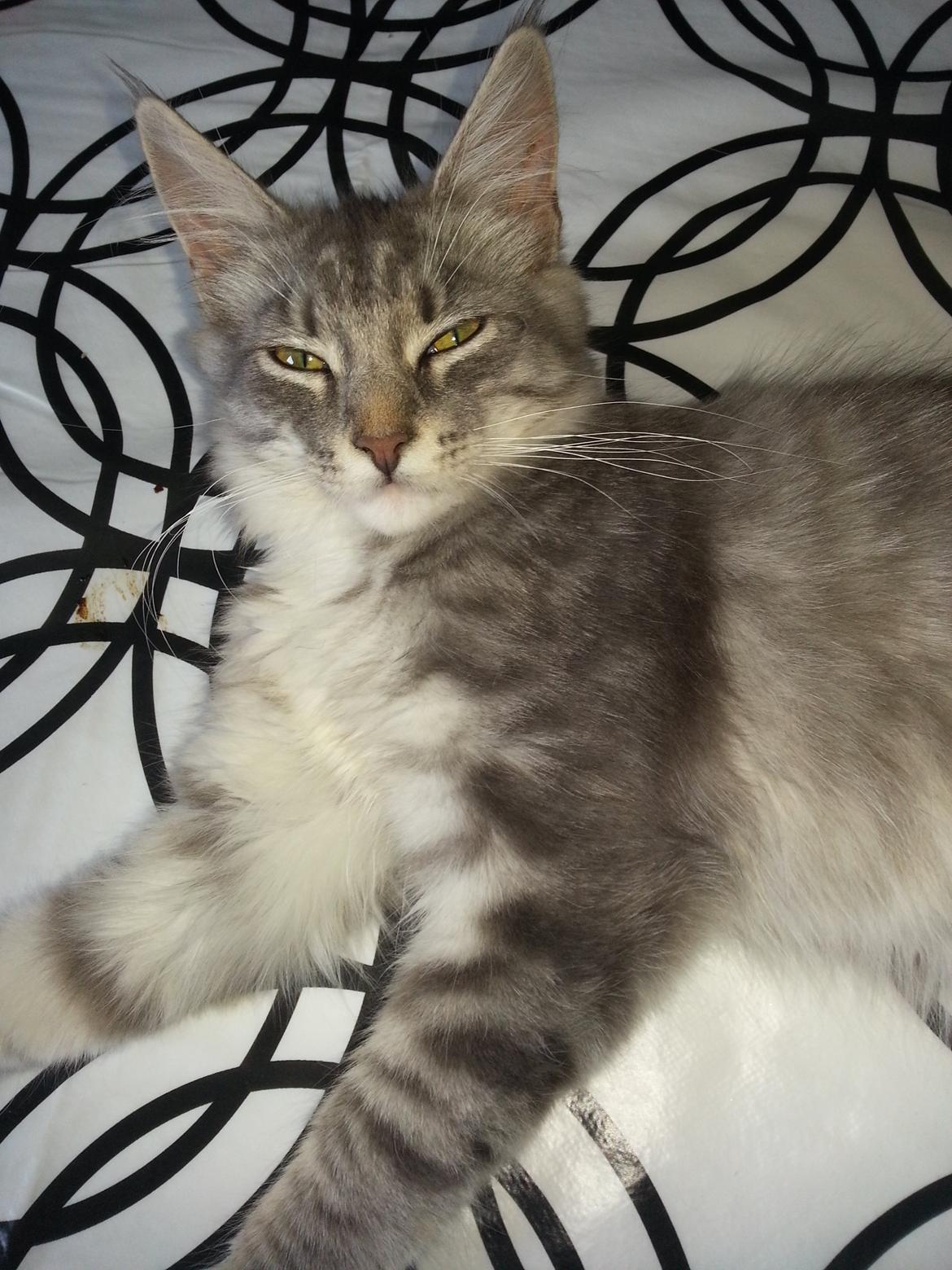 Blanding af racer Lion billede 1