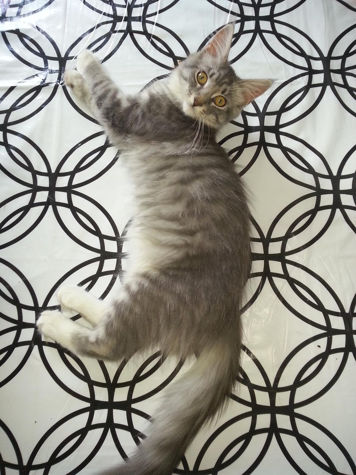 Blanding af racer Lion billede 2