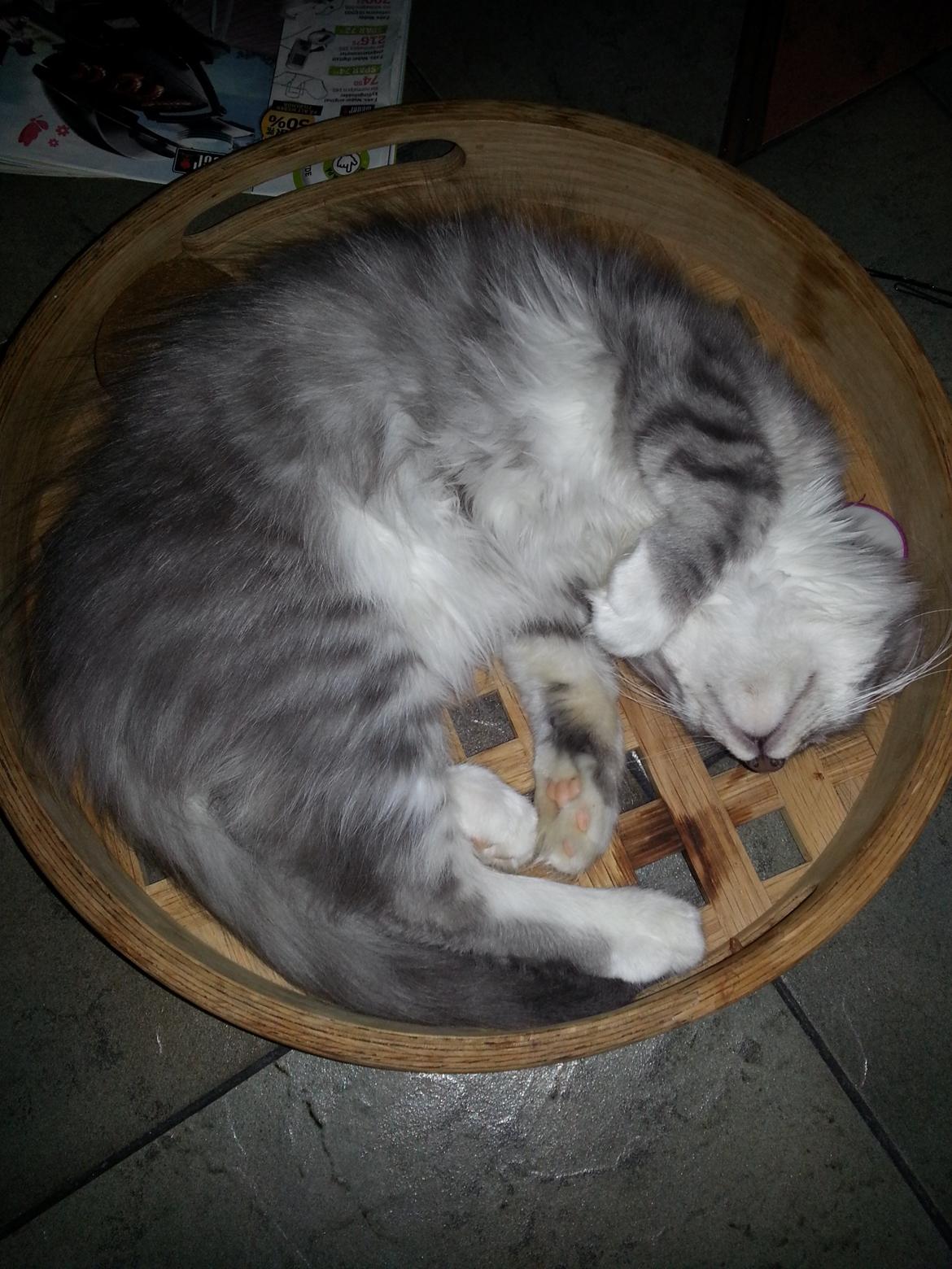 Blanding af racer Lion billede 3