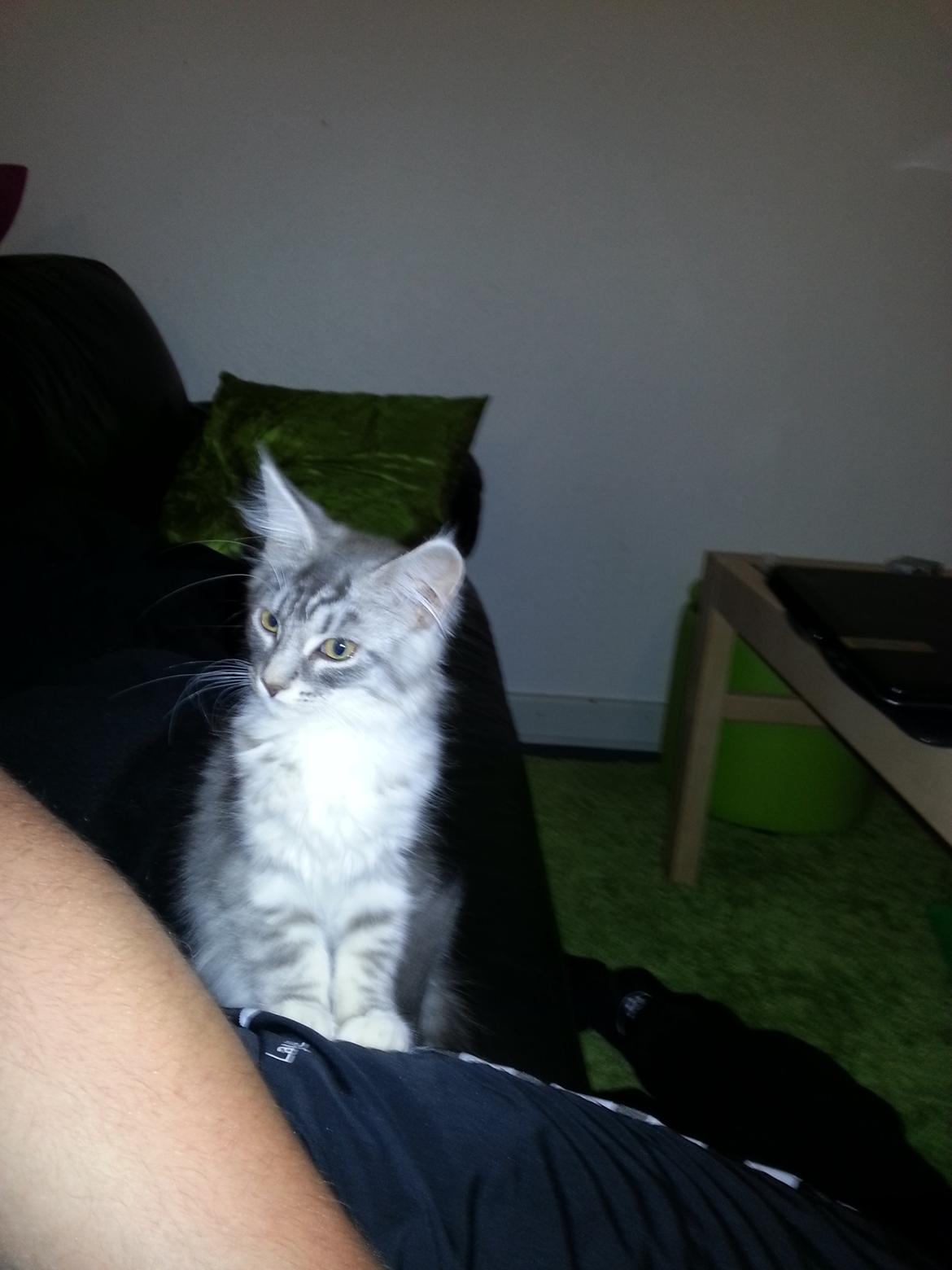 Blanding af racer Lion billede 4