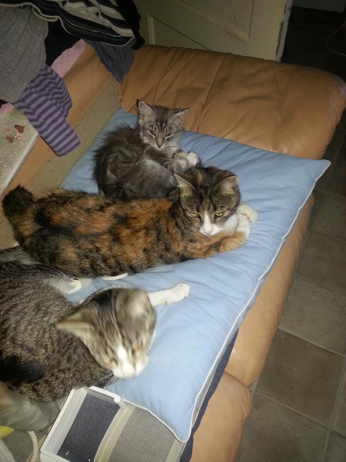 Blanding af racer Lion billede 5