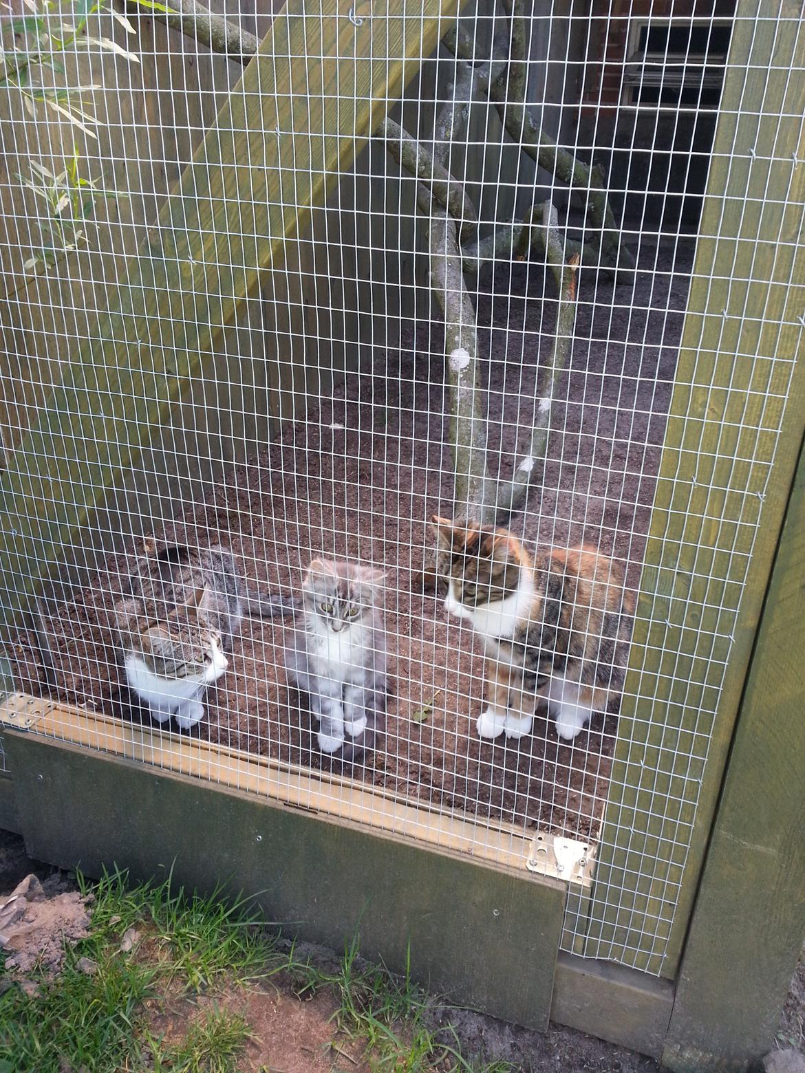 Blanding af racer Lion billede 6