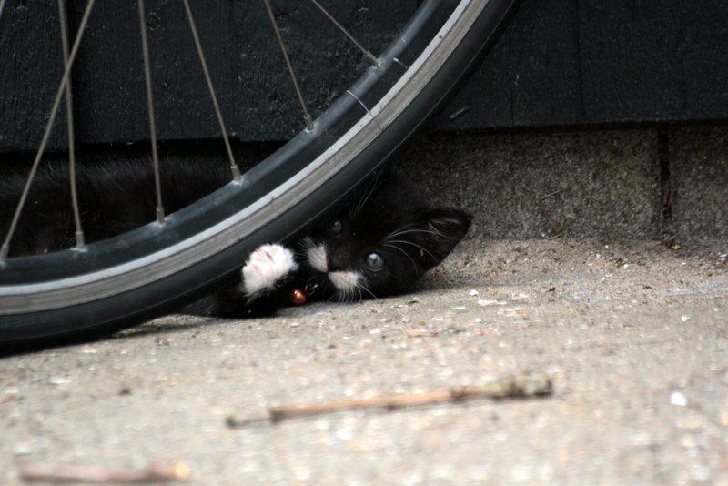 Huskat Gizmo - noget der altid er spændene er cyklerne  billede 3