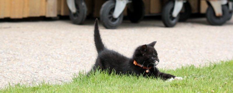 Huskat Gizmo billede 4